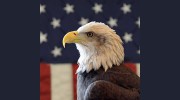 Freedom Insurance