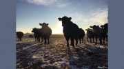 Statewide AG Insurance